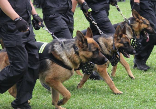 凉山高端随身警犬护卫