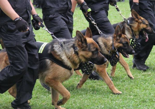 银川高端随身警犬护卫